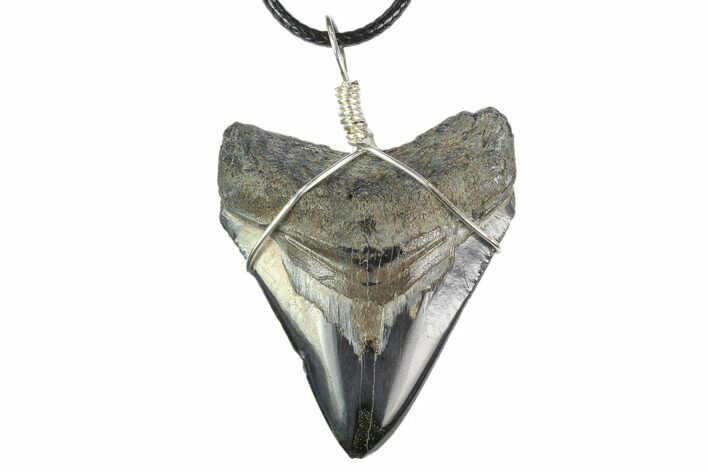 1.9" Fossil Megalodon Tooth Necklace